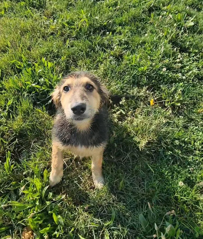 A baby medium-sized female Black German Shepherd Dog dog named Honeymaren for adoption in Ashland, KY