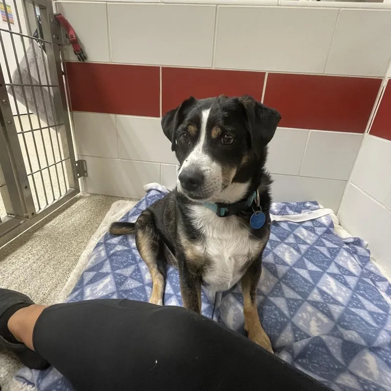 A senior medium-sized male Terrier dog named Pip for adoption in Chesapeake, VA