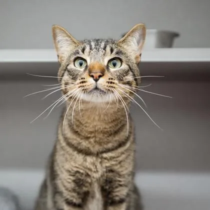 An adult small-sized male Brown / Chocolate Domestic Short Hair cat named Paul Sheldon for adoption in Atlanta, GA