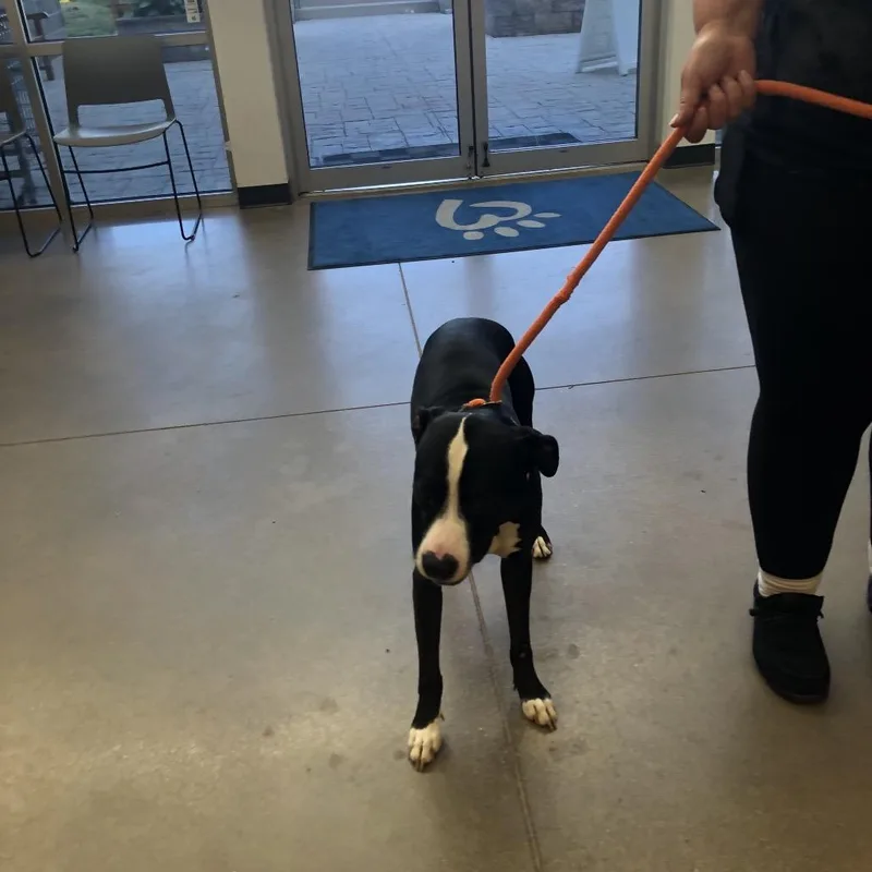An adult medium-sized male Black Pit Bull Terrier dog named Yorkstray for adoption in York, PA