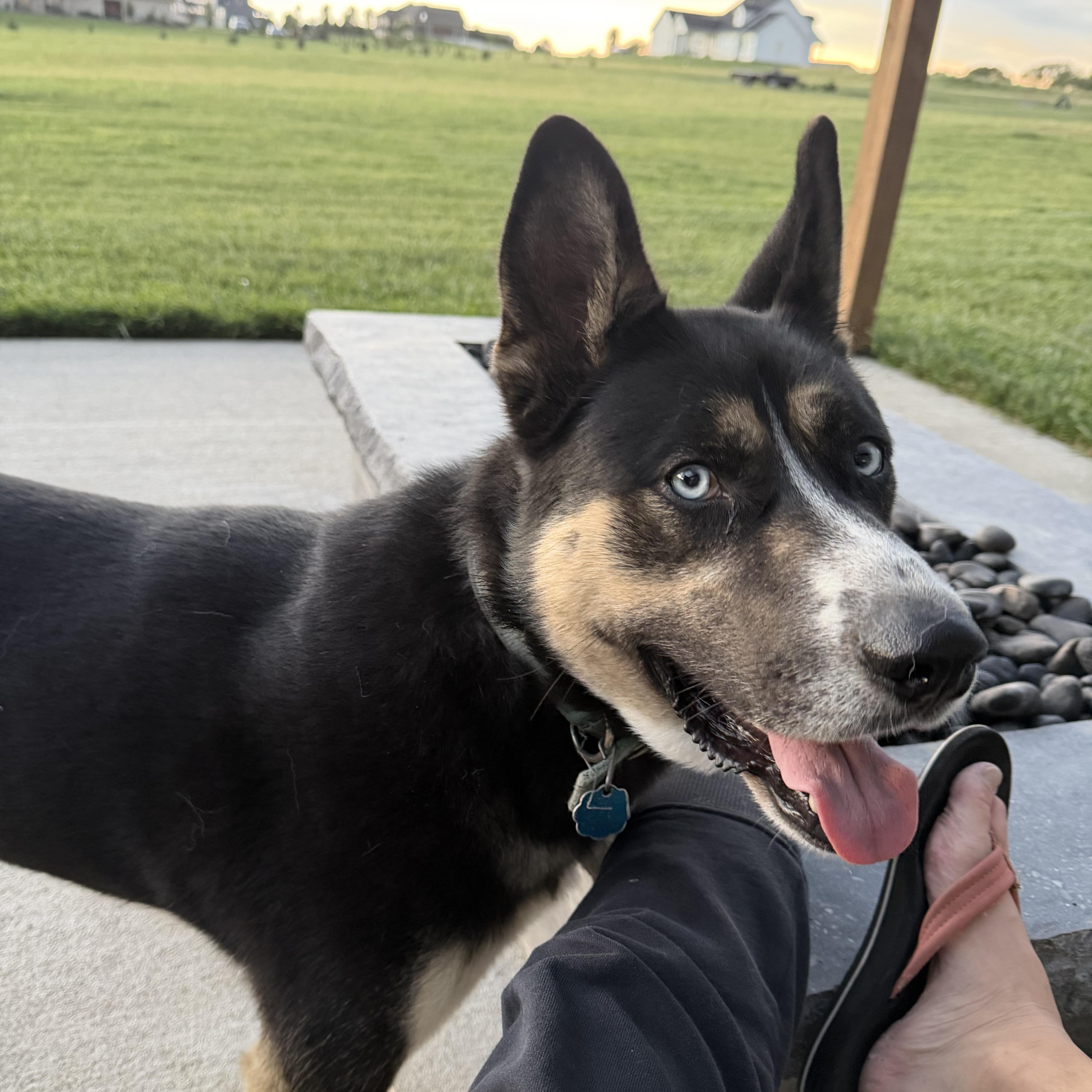 An adult large-sized male German Shepherd Dog dog named Balto for adoption in Wahoo, NE