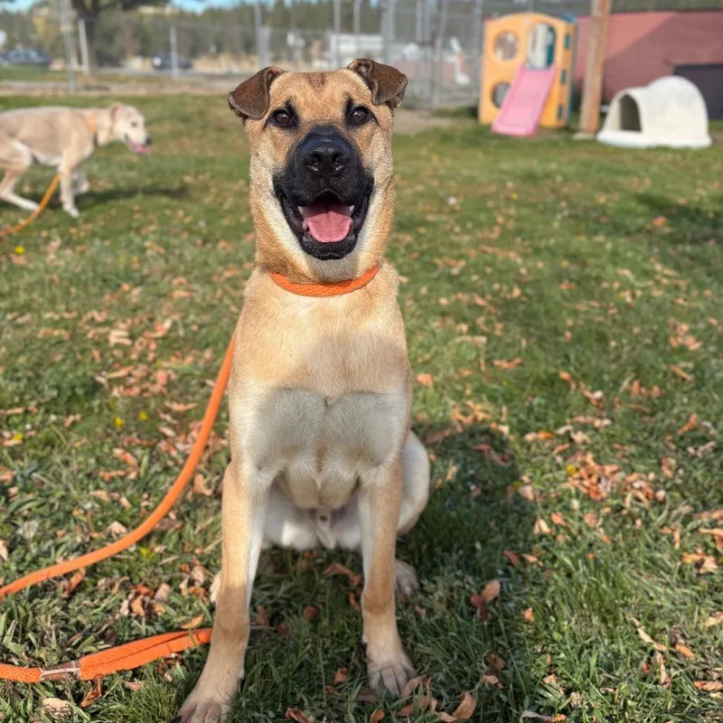 A young large-sized male Mixed Breed dog named Richie for adoption in Spokane, WA