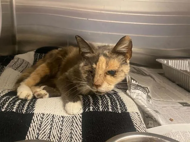 A senior small-sized female Domestic Short Hair cat named Meg for adoption in Tustin, CA