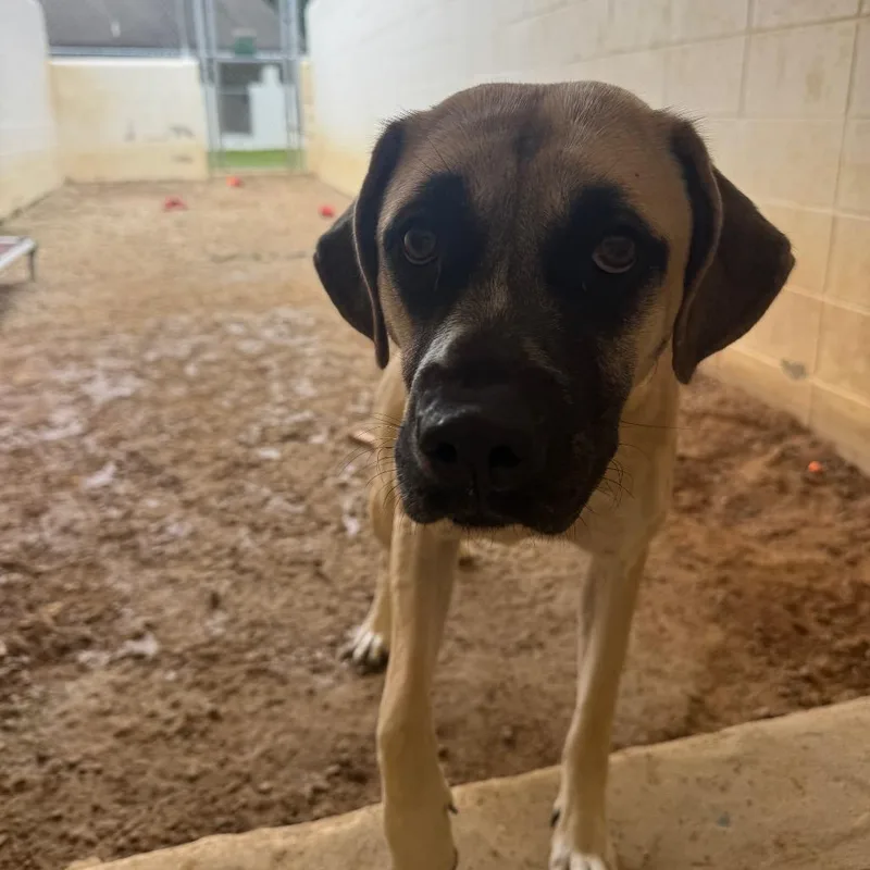 An adult large-sized female Yellow / Tan / Blond / Fawn Mastiff dog named Ellie for adoption in LOXAHATCHEE, FL