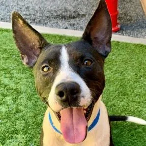 An adult medium-sized male Black Pit Bull Terrier dog named Save Me Please Cliff for adoption in San Marcos, CA