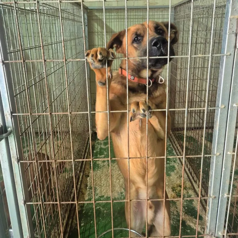 An adult large-sized male Mastiff dog named Cooper for adoption in Northbrook, IL