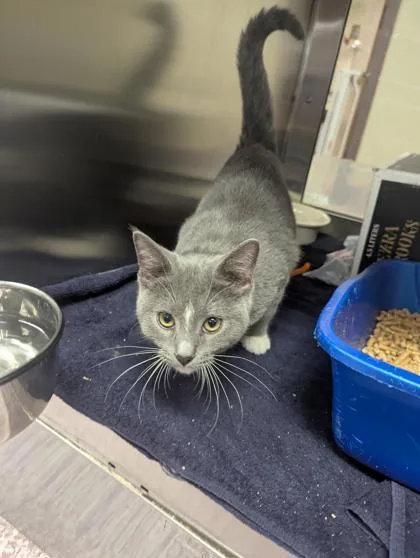 A baby small-sized female Domestic Short Hair cat named Briny for adoption in West Chester, PA
