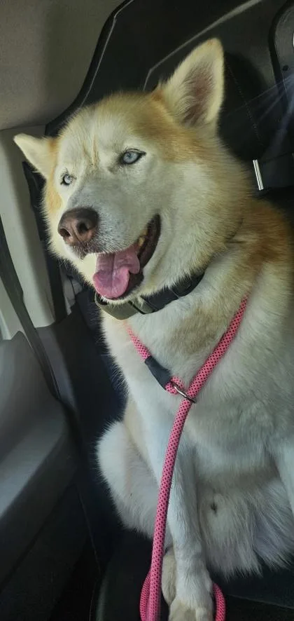 An adult large-sized male Siberian Husky dog named Milo for adoption in West Chester, PA