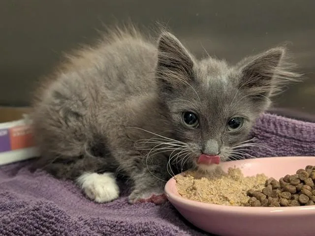 A baby small-sized female Domestic Medium Hair cat named Shaka for adoption in Ontario, CA