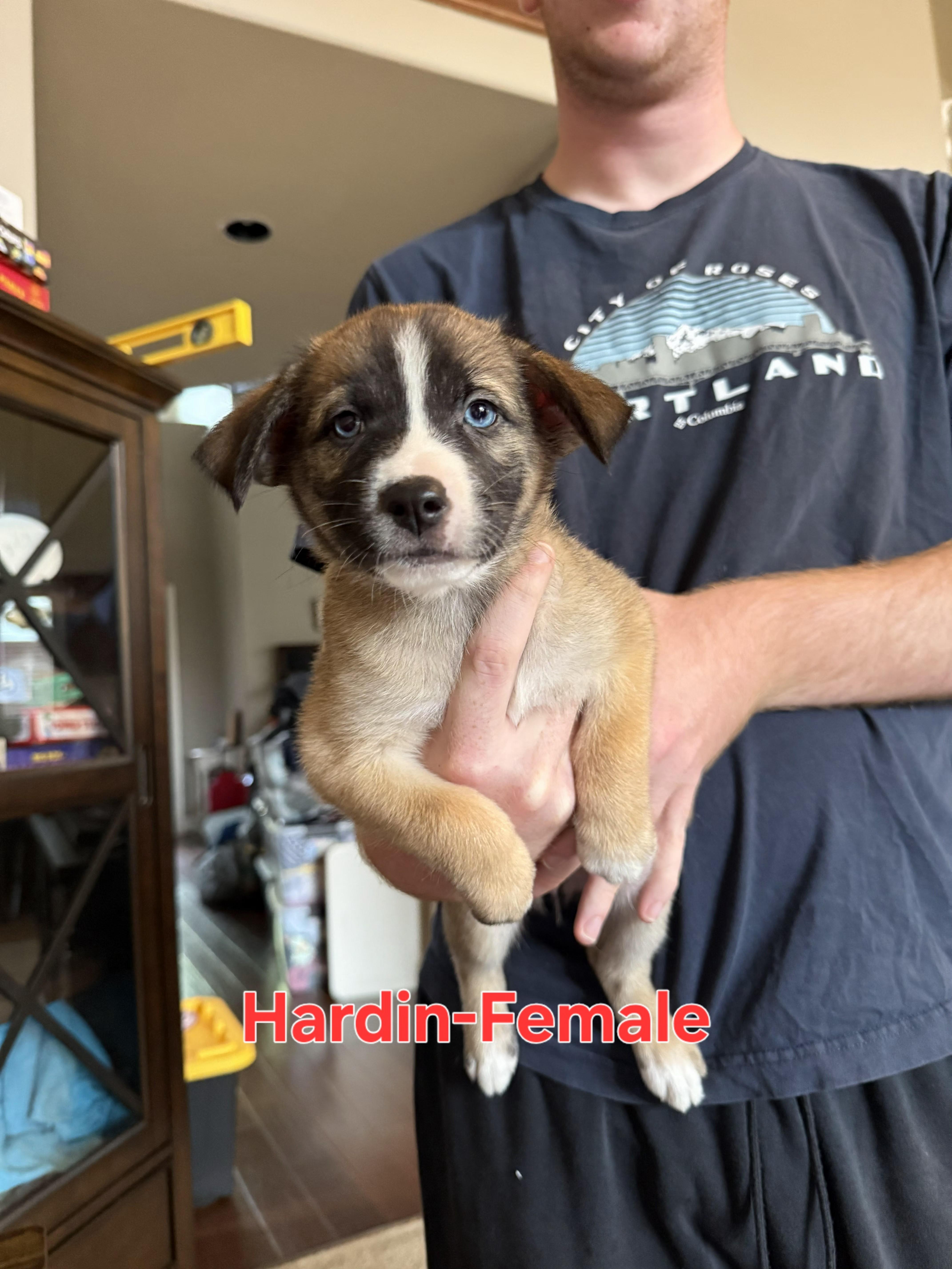 A baby small-sized female Australian Shepherd dog named Hardin East for adoption in Arlington, TX