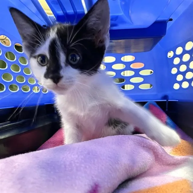 A baby small-sized male Domestic Short Hair cat named Tupac for adoption in Tallahassee, FL