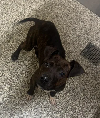 A baby small-sized male Mixed Breed dog named Ruffer for adoption in Westland, MI