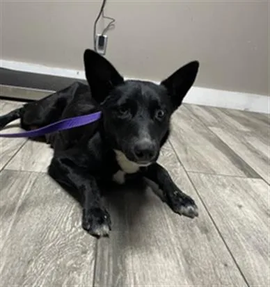 A young medium-sized female Border Collie dog named Theodosia for adoption in Redlands, CA