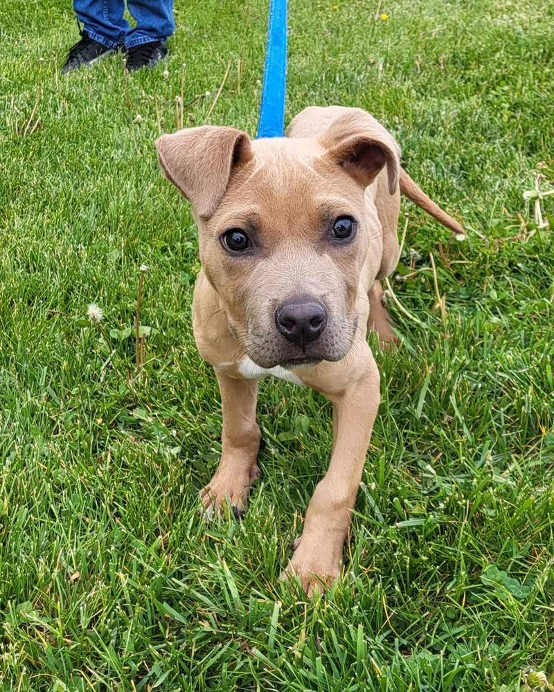 A baby medium-sized male Golden Terrier dog named Gus for adoption in Grayslake, IL