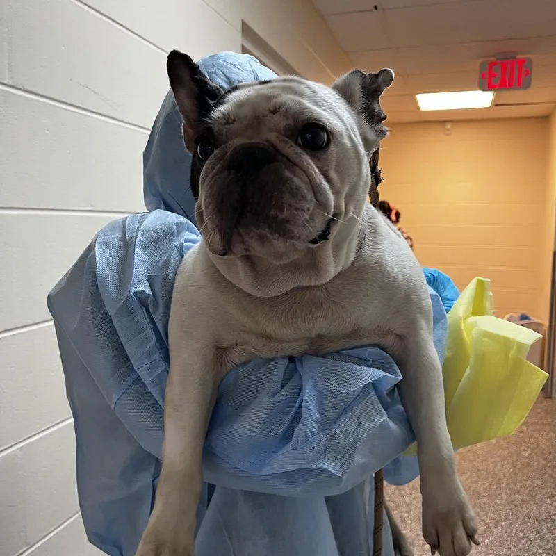 An adult medium-sized female French Bulldog dog named Sponch for adoption in Lakeland, FL