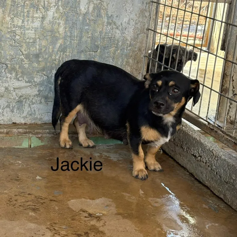 Jackie thumbnail 2