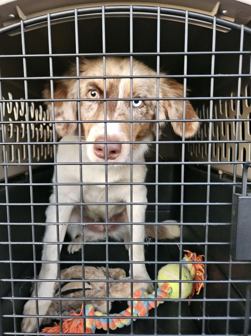 A young medium-sized female Australian Shepherd dog named Belle for adoption in Mokena, IL