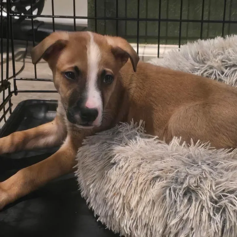 A baby medium-sized male Apricot / Beige Black Mouth Cur dog named Boon for adoption in Williston, VT