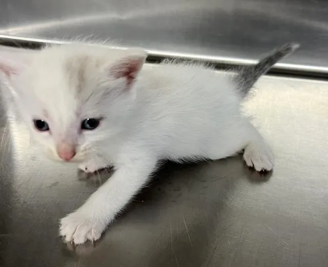 A baby small-sized male Domestic Short Hair cat named Huron for adoption in Norco, CA