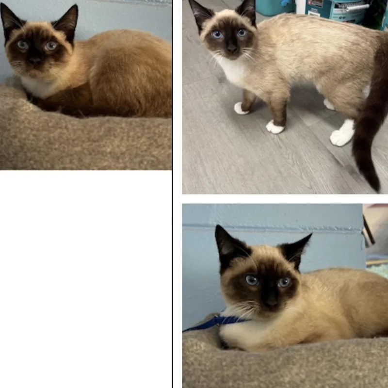 An adult small-sized male Siamese cat named Hersey for adoption in North Arlington, NJ