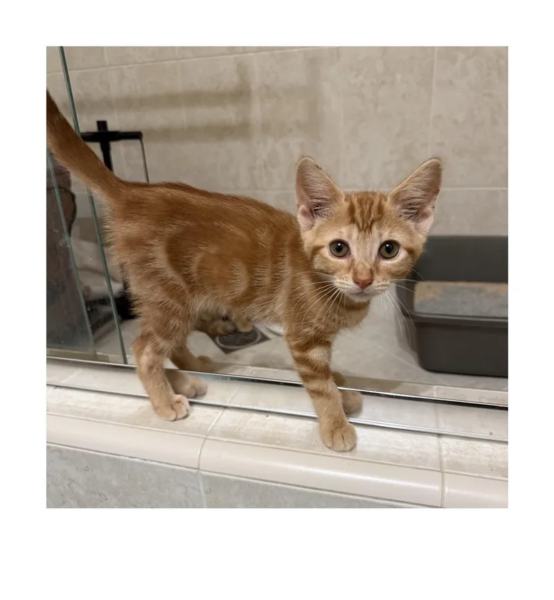 A baby small-sized female Orange / Red Domestic Short Hair cat named Marigold for adoption in San Pedro, CA