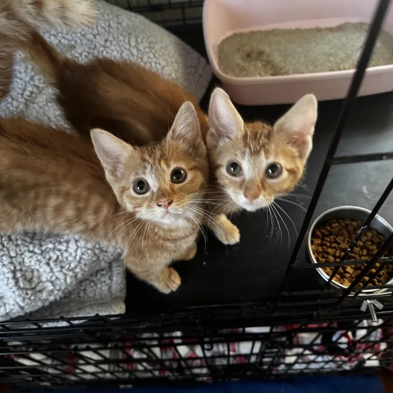 Marigold thumbnail 2