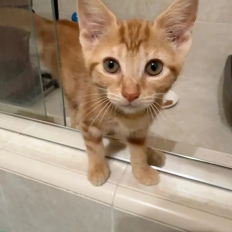 Marigold thumbnail 3