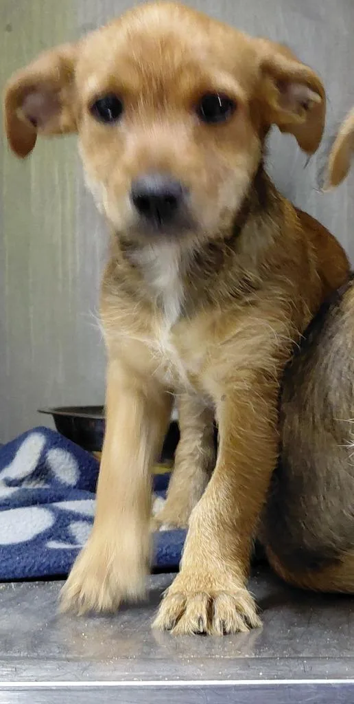 A baby small-sized female Chihuahua dog named Bridget for adoption in Henderson, NC