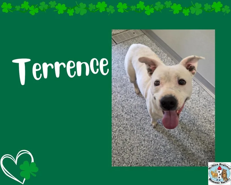 An adult medium-sized male Terrier dog named Terrence for adoption in Athens, TN