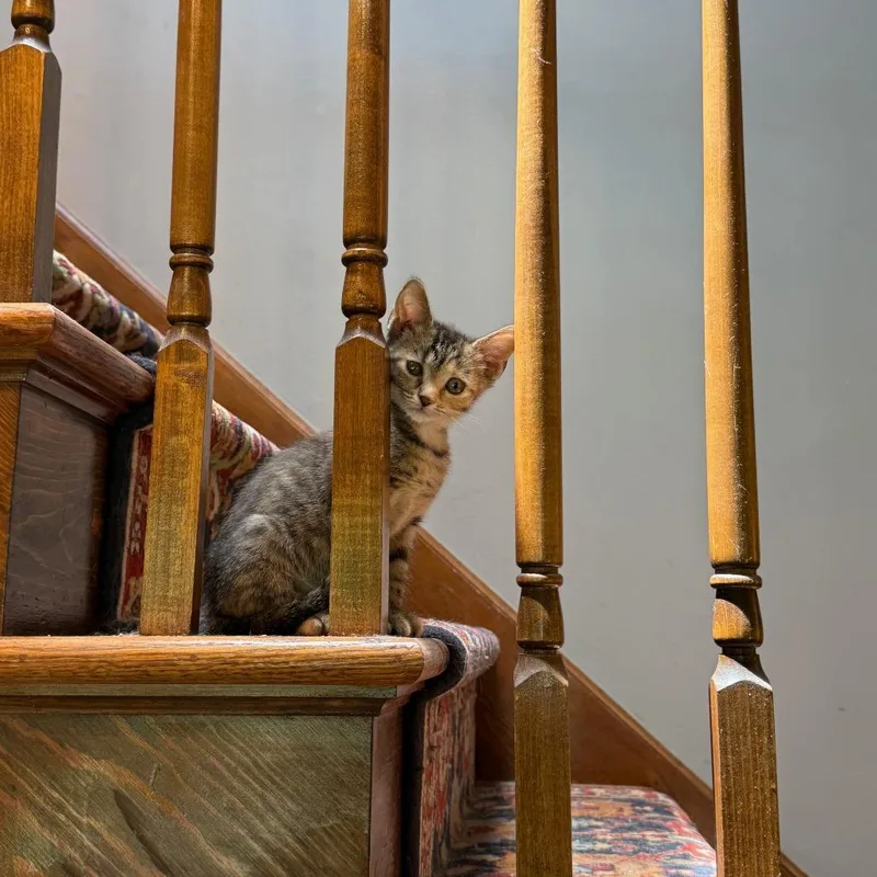 A baby small-sized female Gray / Blue / Silver Domestic Short Hair cat named Tortellini for adoption in Philadelphia, PA