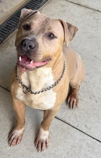 A young large-sized male Brown / Chocolate Pit Bull Terrier dog named Phoenix for adoption in Tiffin, OH