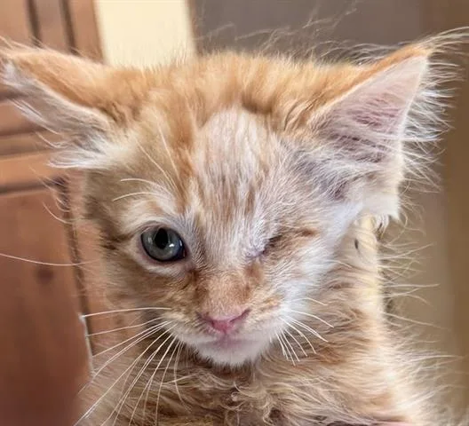 A baby small-sized male Domestic Short Hair cat named Trouper for adoption in San Martin, CA