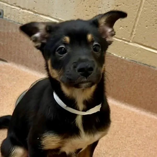 A baby medium-sized female Shepherd dog named Joni Mitchell for adoption in Walnut Creek, CA