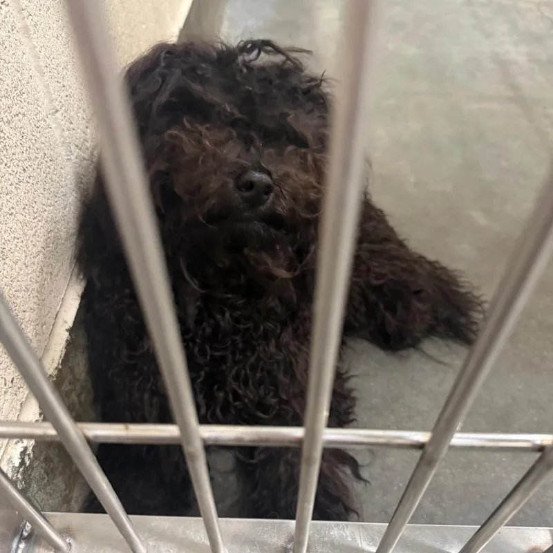 An adult medium-sized male Black Miniature Poodle dog named IEPAStray for adoption in Upland, CA