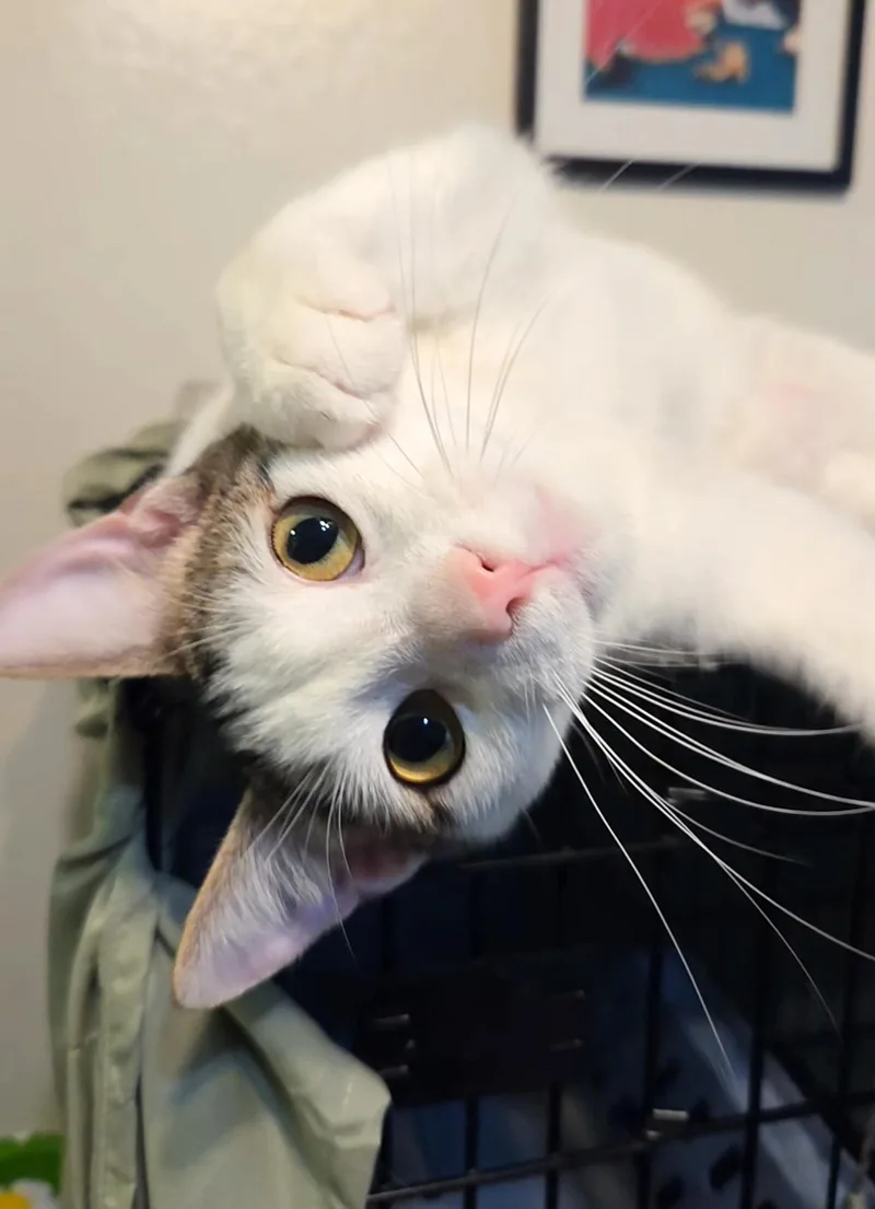 Corduroy thumbnail 2