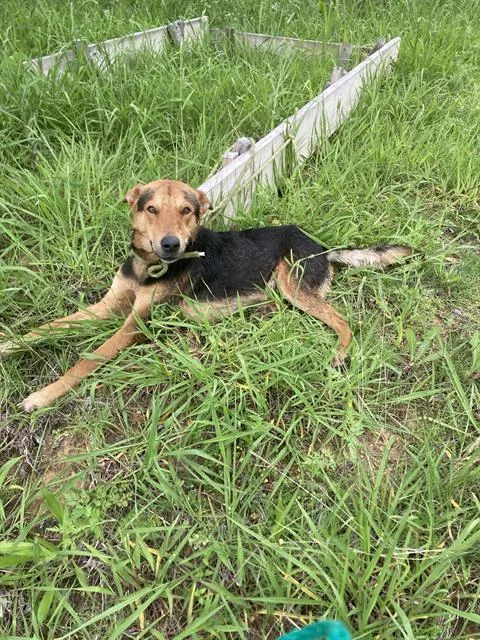 An adult large-sized male Mixed Breed dog named Rossco for adoption in Dallas, TX