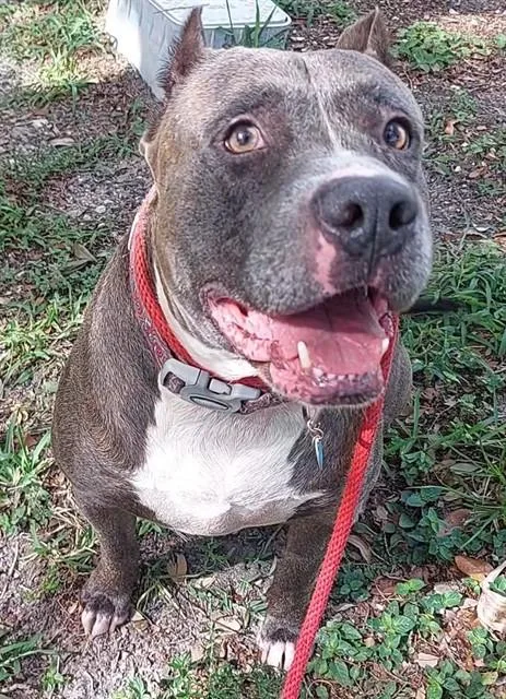 An adult large-sized male American Staffordshire Terrier dog named Kiron for adoption in Fort Lauderdale, FL