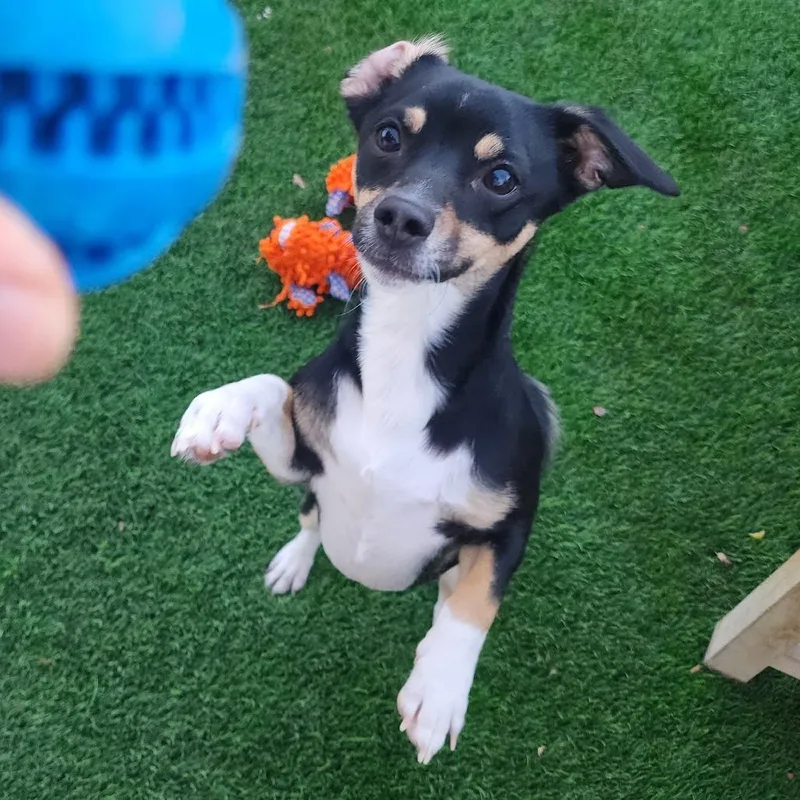 Chester Galvan thumbnail 2