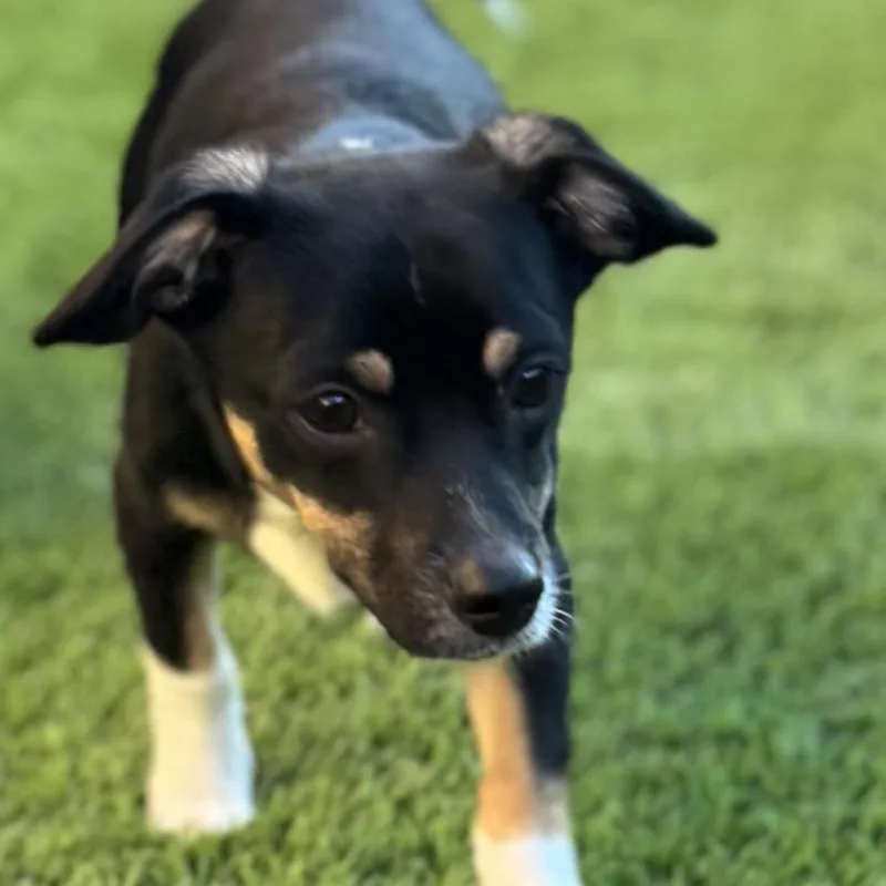 Chester Galvan thumbnail 3