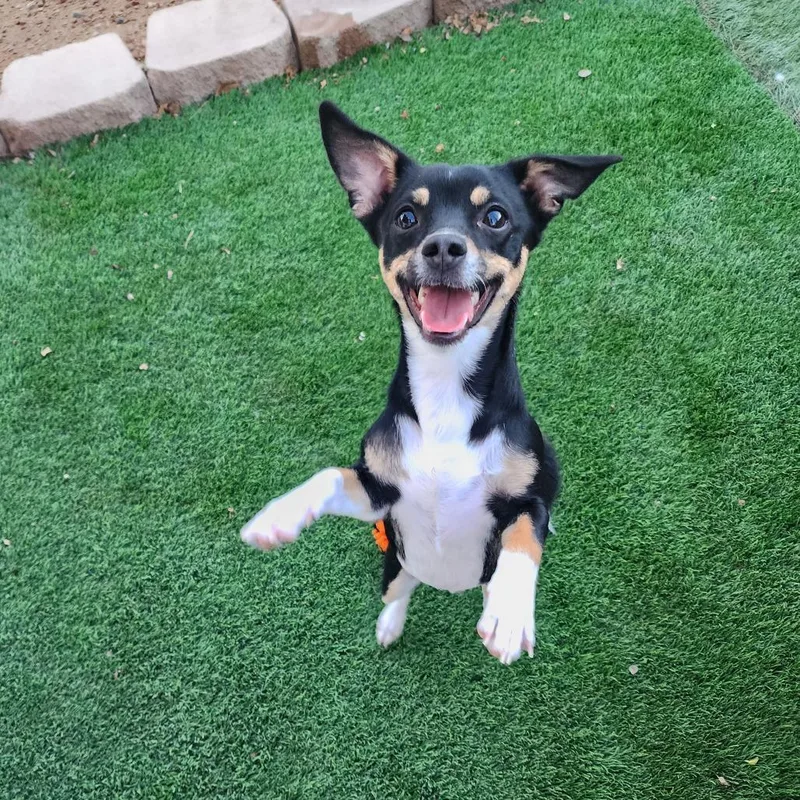 Chester Galvan thumbnail 4