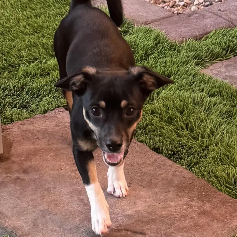 Chester Galvan thumbnail 5