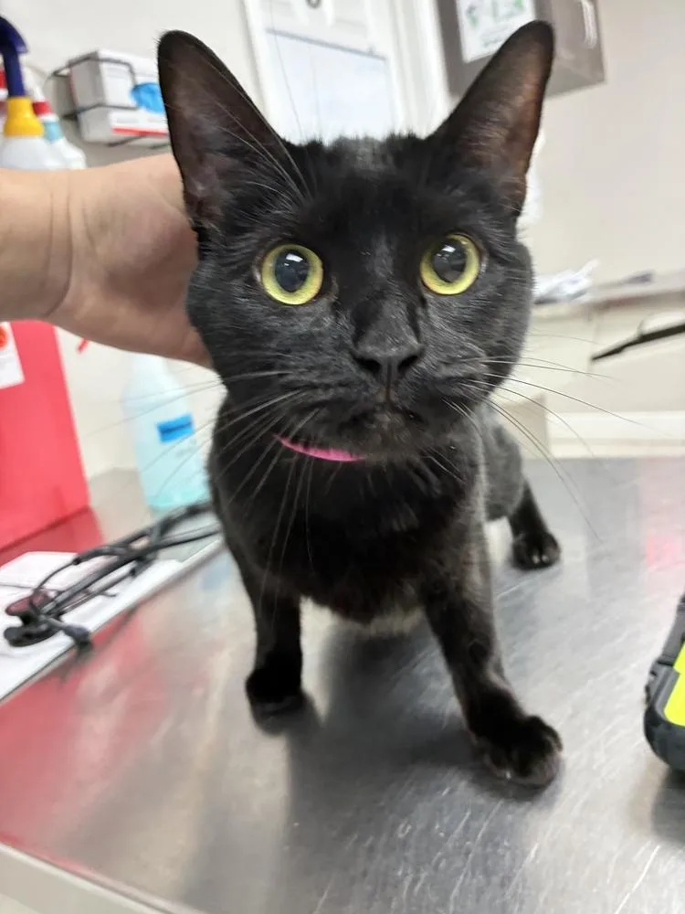 An adult medium-sized female Black Domestic Short Hair cat named Freya for adoption in Marietta, GA
