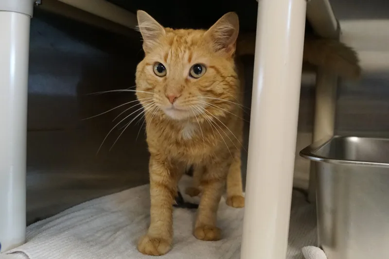 An adult medium-sized male Tabby cat named Lavi for adoption in New Milford, CT