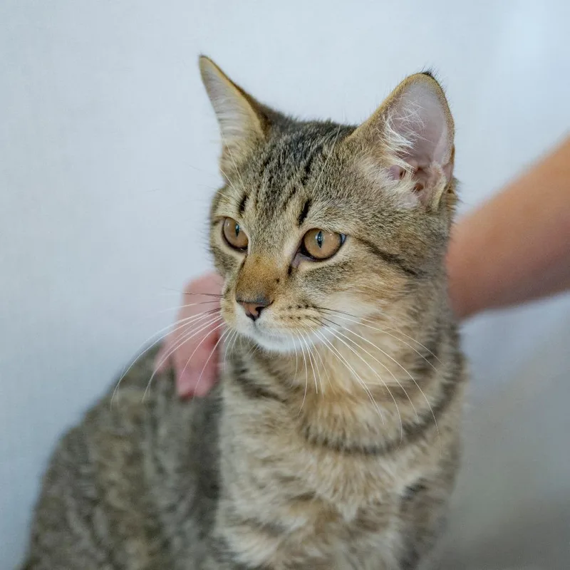 A baby medium-sized male Brown / Chocolate Domestic Short Hair cat named Balder for adoption in Chapel Hill, NC