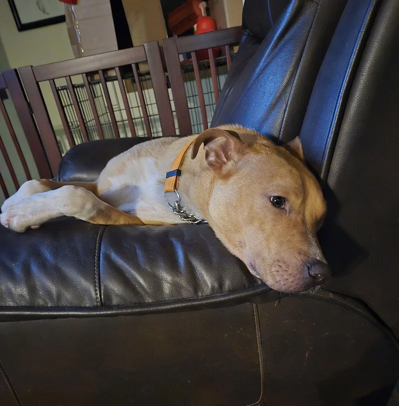 Boomer Jr thumbnail 2