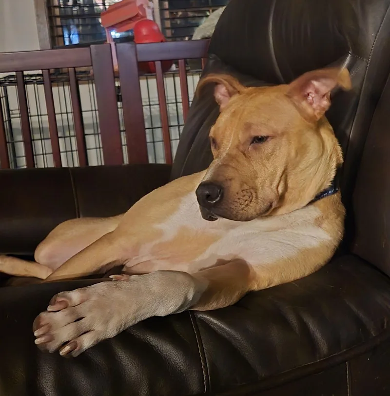 Boomer Jr thumbnail 3