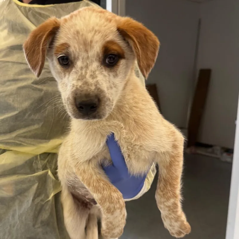 A baby small-sized male White / Cream Cattle Dog dog named Bandit A for adoption in Mission Hills, CA