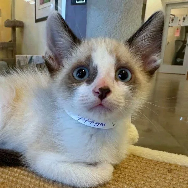 A baby small-sized male Siamese cat named Sparrow for adoption in Walnut Creek, CA