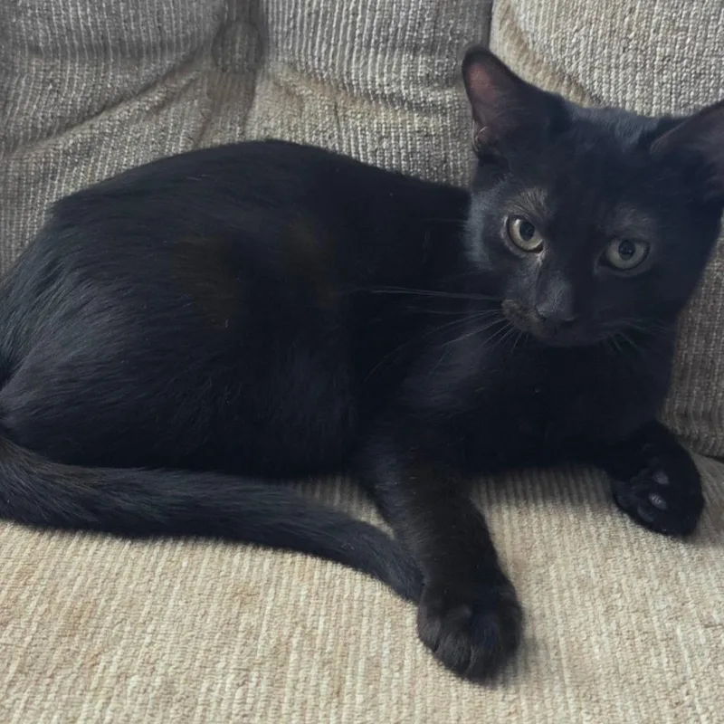 A baby small-sized male Black Domestic Short Hair cat named Eclipse for adoption in Kansas City, MO