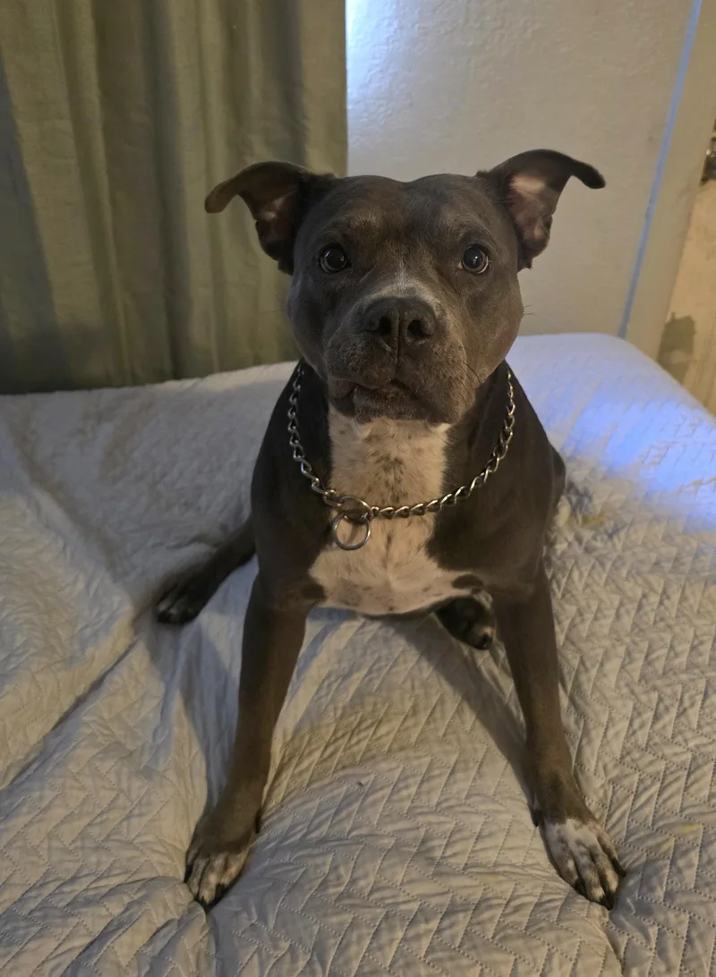 An adult large-sized female Mixed Breed dog named Bell for adoption in Margate, FL